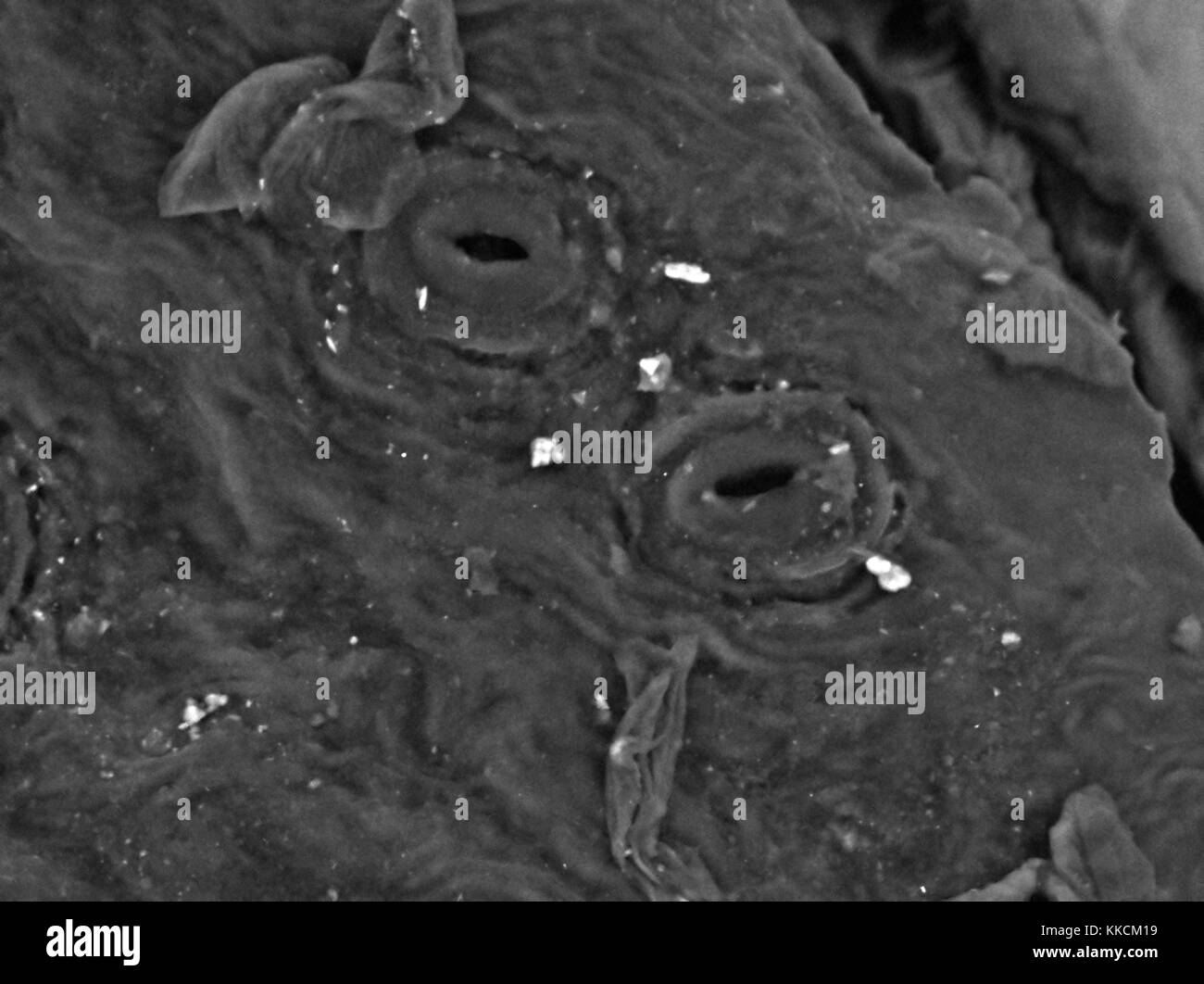 Scanning electron microscope (SEM) micrograph showing two open stomata (gas exchange pores) on the underside of a common ivy (Hedera helix) leaf, at a magnification of 1, 500x. The random distribution of stomata is typical of the dicot plant group, of which hedera helix is a member, 2016. Stock Photo