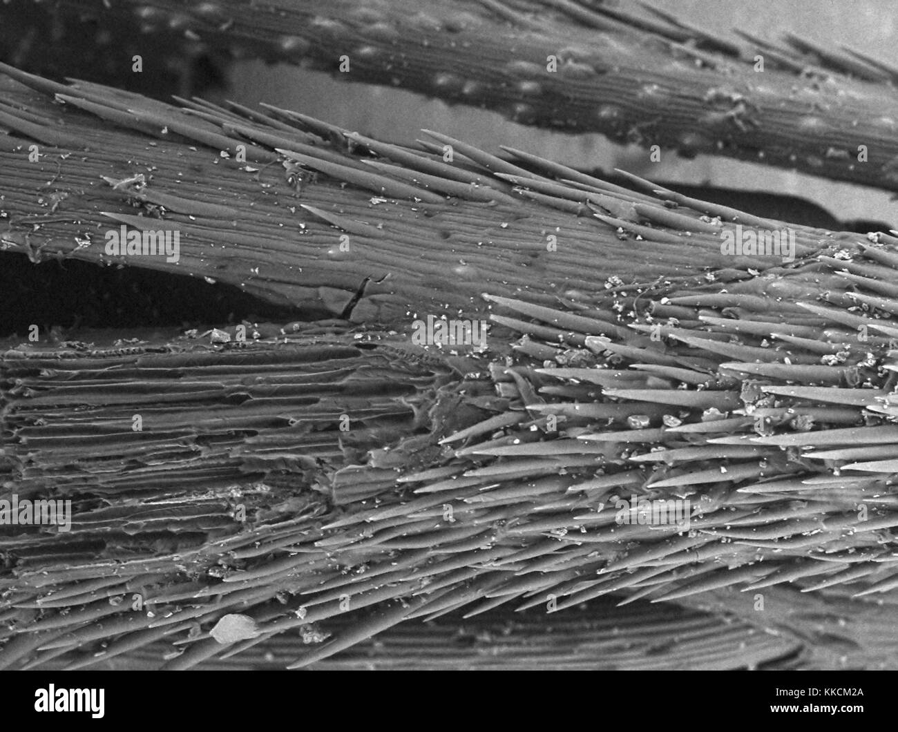 Scanning electron microscope (SEM) micrograph showing foxtail grass (Hordeum murinum), including micro-barbs which are responsible for the grass' ratcheting effect, at a magnification of 300x, 2016. Stock Photo