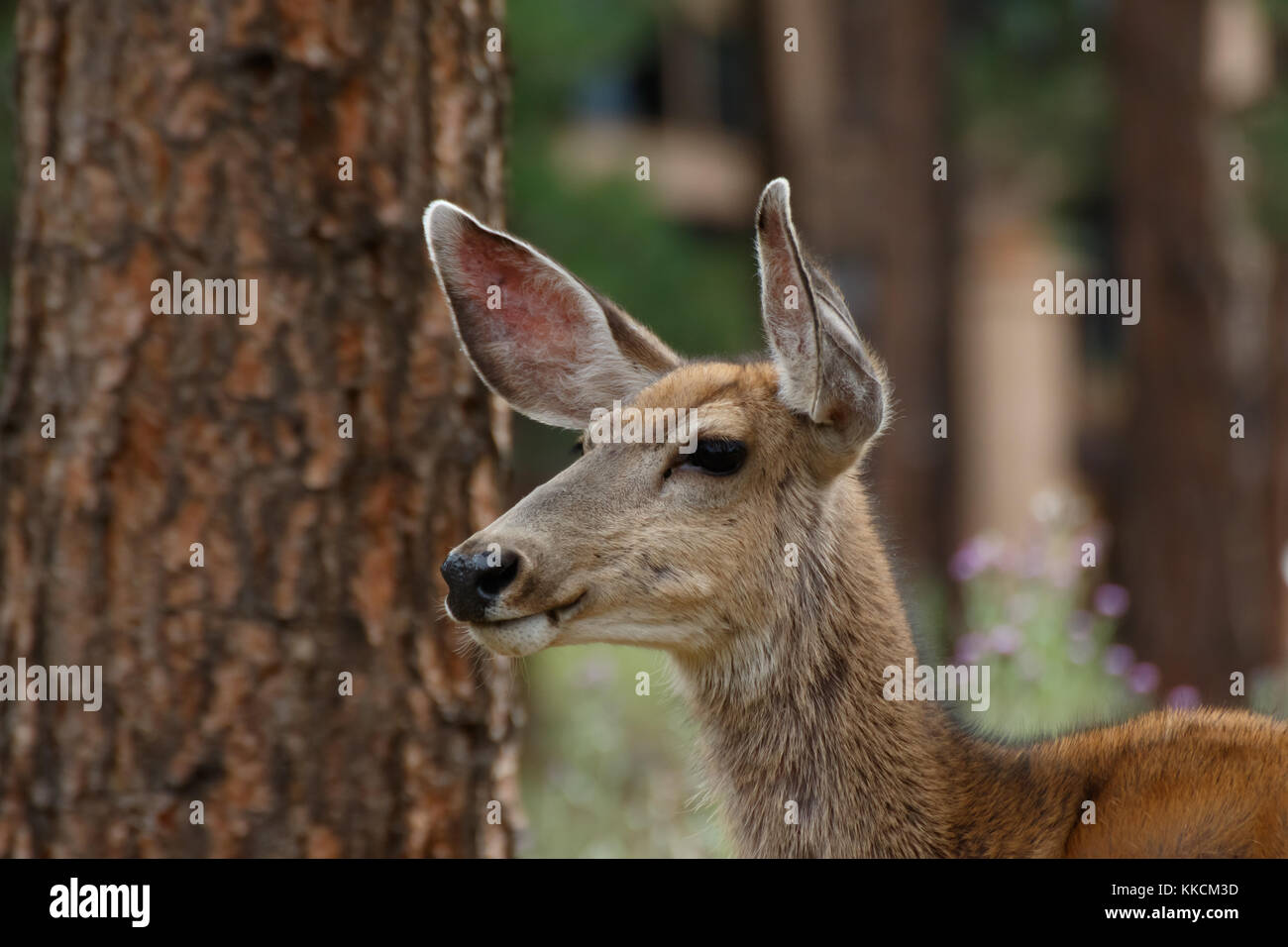 Mule Deer (Odocoileus hemionus) buck in velvet Stock Photo