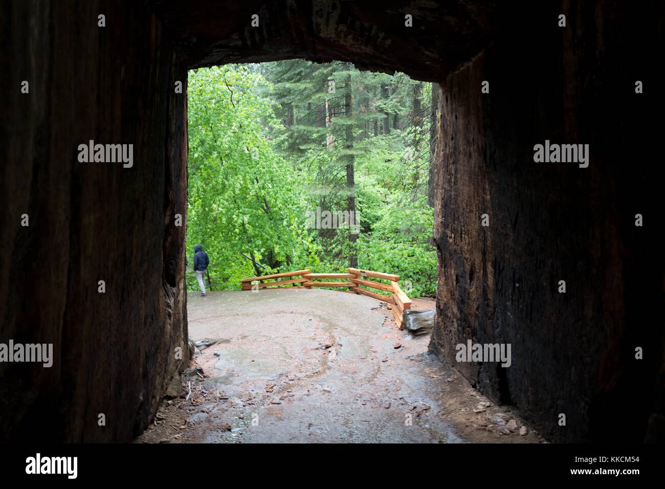 View through the interior of the Tunnel Tree, a giant sequoia redwood tree through which a walking tunnel has been carved, in the Tuolumne Grove of Yosemite National Park, Yosemite Valley, California, 2016. Stock Photo