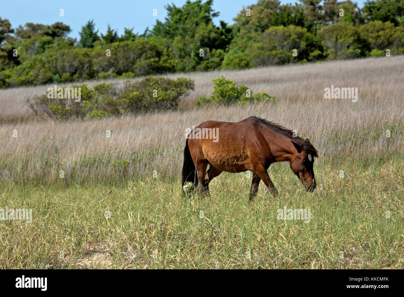 NC0096100...NORTH CAROLINA A wild horse in a grassy meadow on