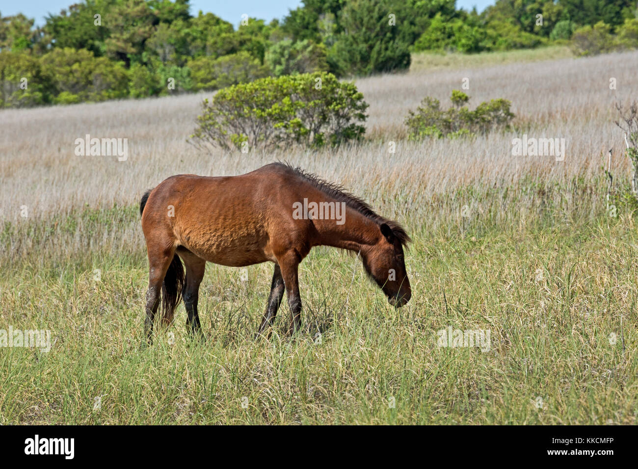 NC0096200...NORTH CAROLINA A wild horse in a grassy meadow on