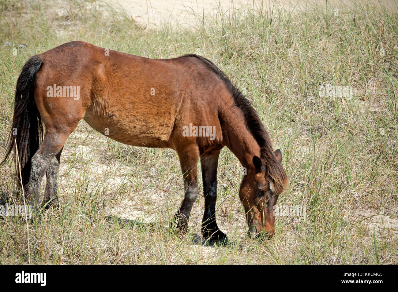 NC0096500...NORTH CAROLINA A wild horse in a grassy meadow on