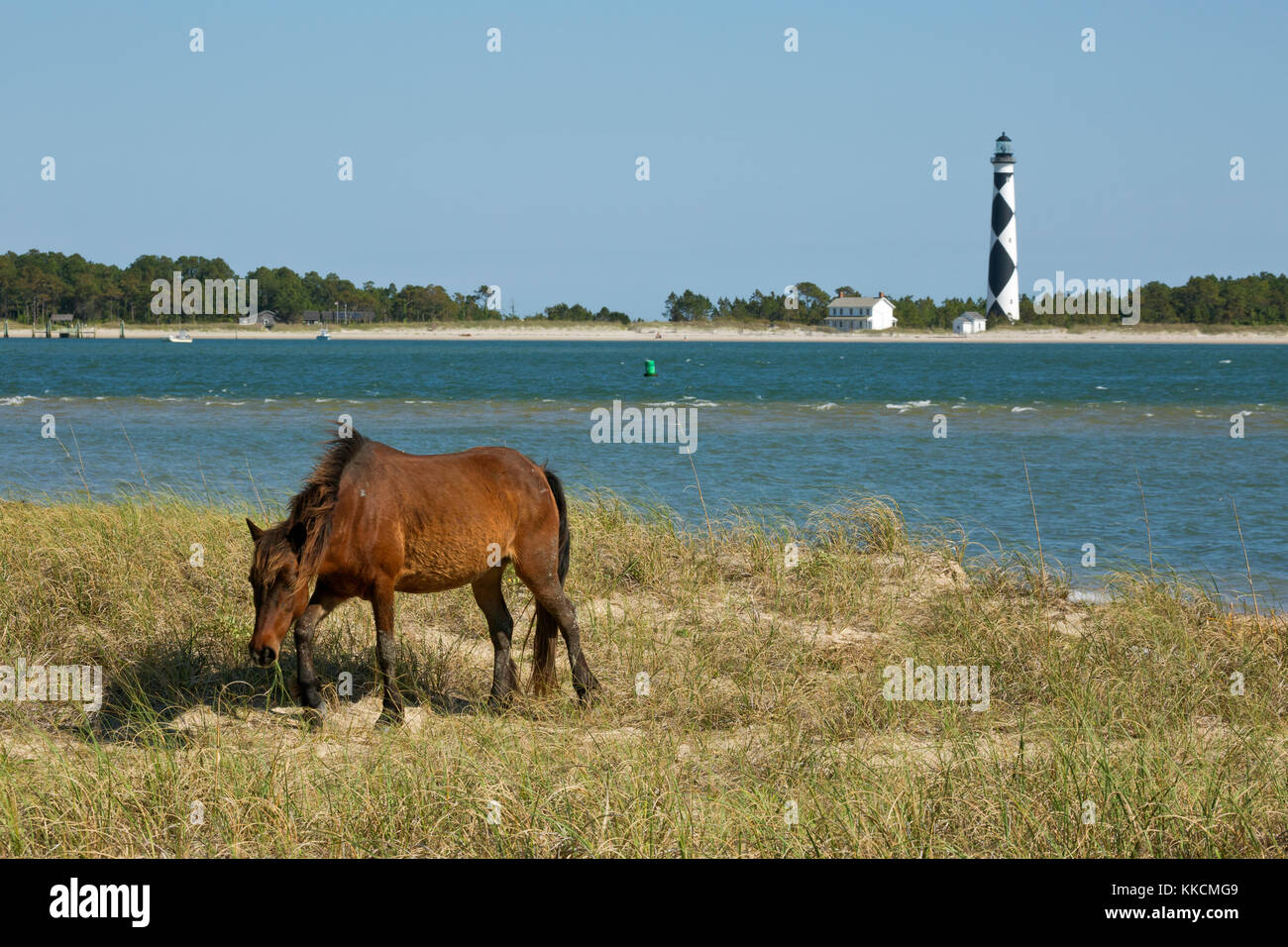 NC0096600...NORTH CAROLINA A wild horse grazing in a grassy meadow