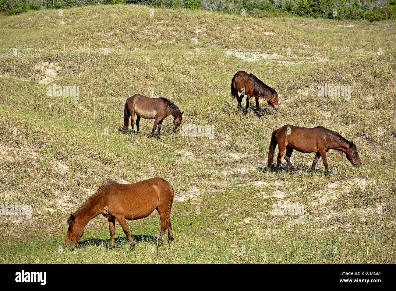 NC0096800...NORTH CAROLINA A wild horses grazing in a grassy meadow