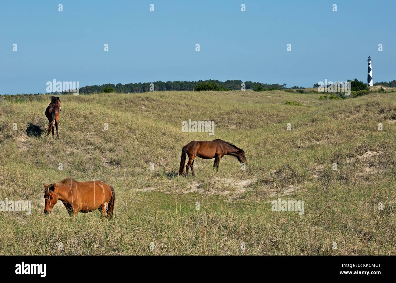 NC00969-00...NORTH CAROLINA - A wild horses grazing in a grassy meadow on Shackleford Banks, located just across the bay from Cape Lookout Lighthouse, Stock Photo