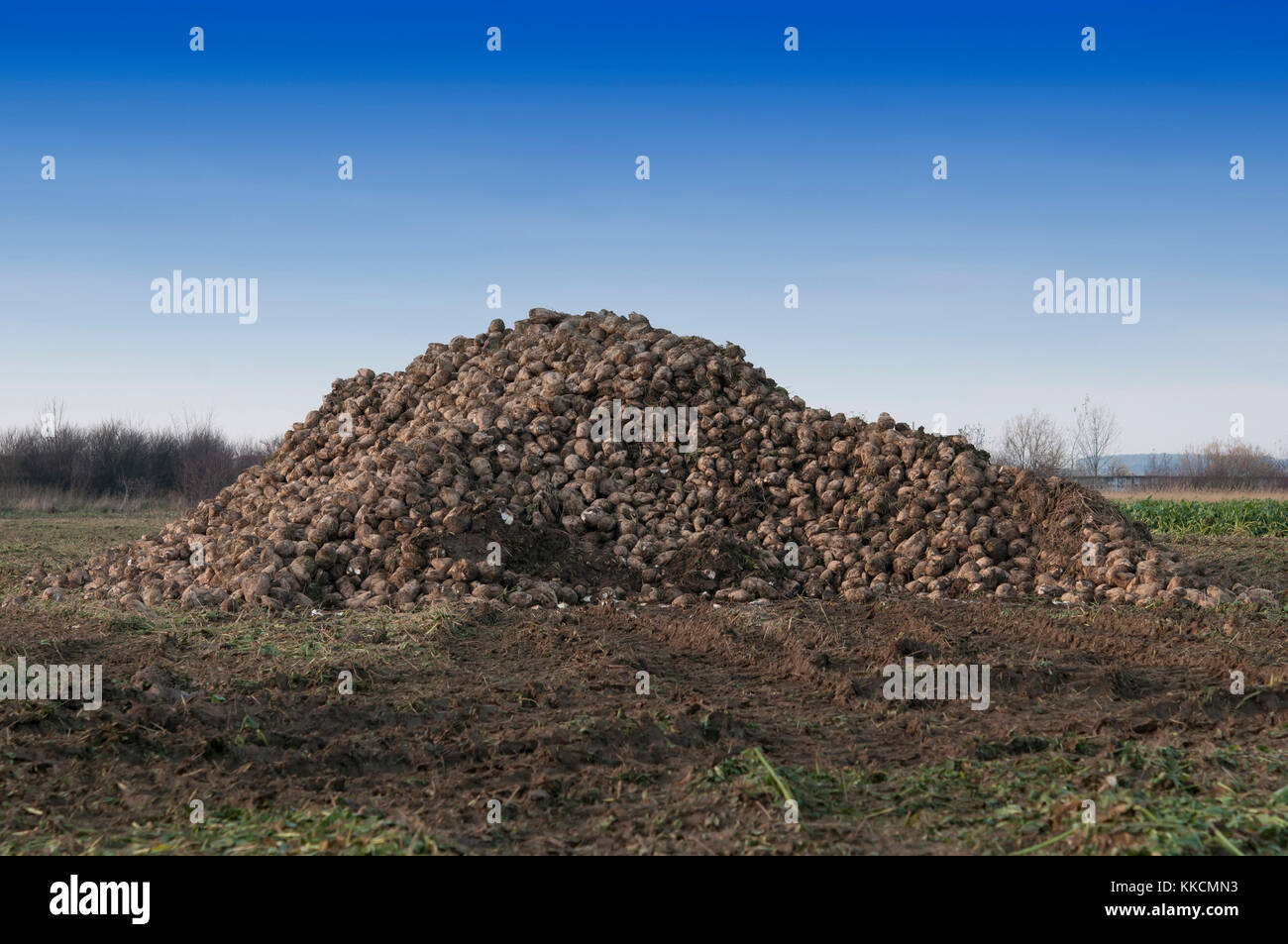 farmers harvest sugar beet in a country field Stock Photo
