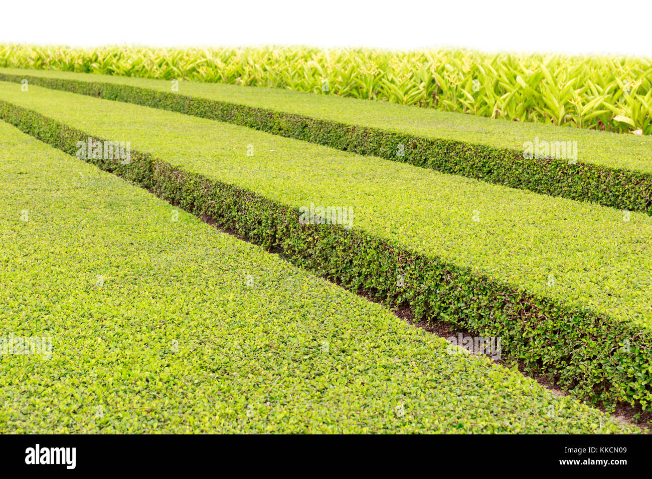 Garden in Summer with Green Bush Neatly Cut in Long Rows Stock Photo ...