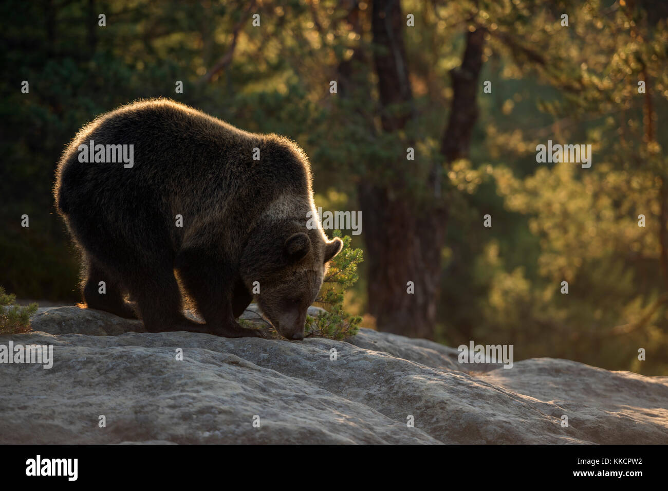 Brown Bear ( Ursus arctos ), young cub, standing on rocks on a clearing in a boreal forest, sniffing at the hround, warm morning light, Europe. Stock Photo