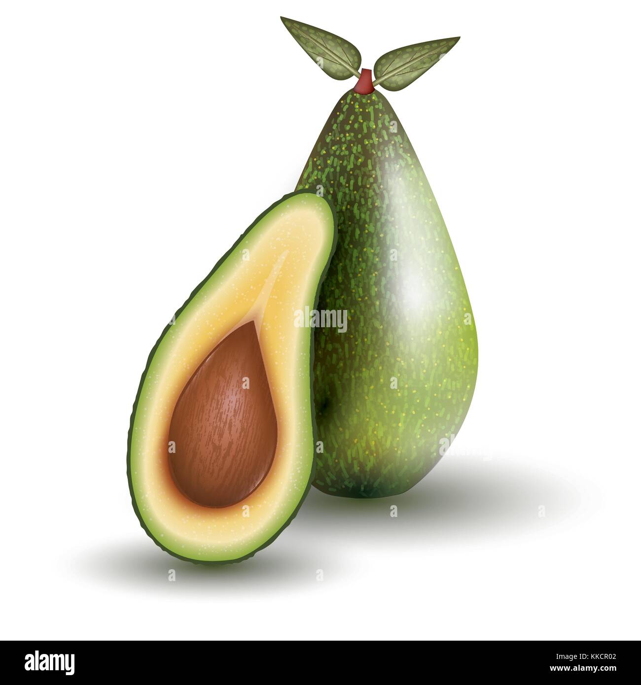 Avocado Stock Vector Images - Alamy