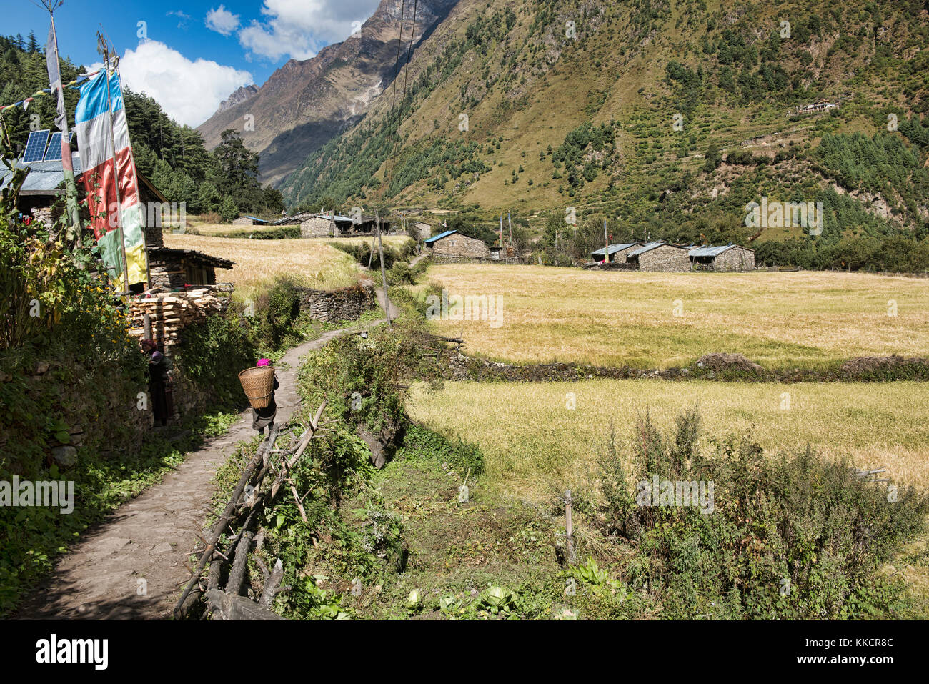 Harvest season in the Himalayas, Manaslu Circuit Trek, Nepal Stock Photo