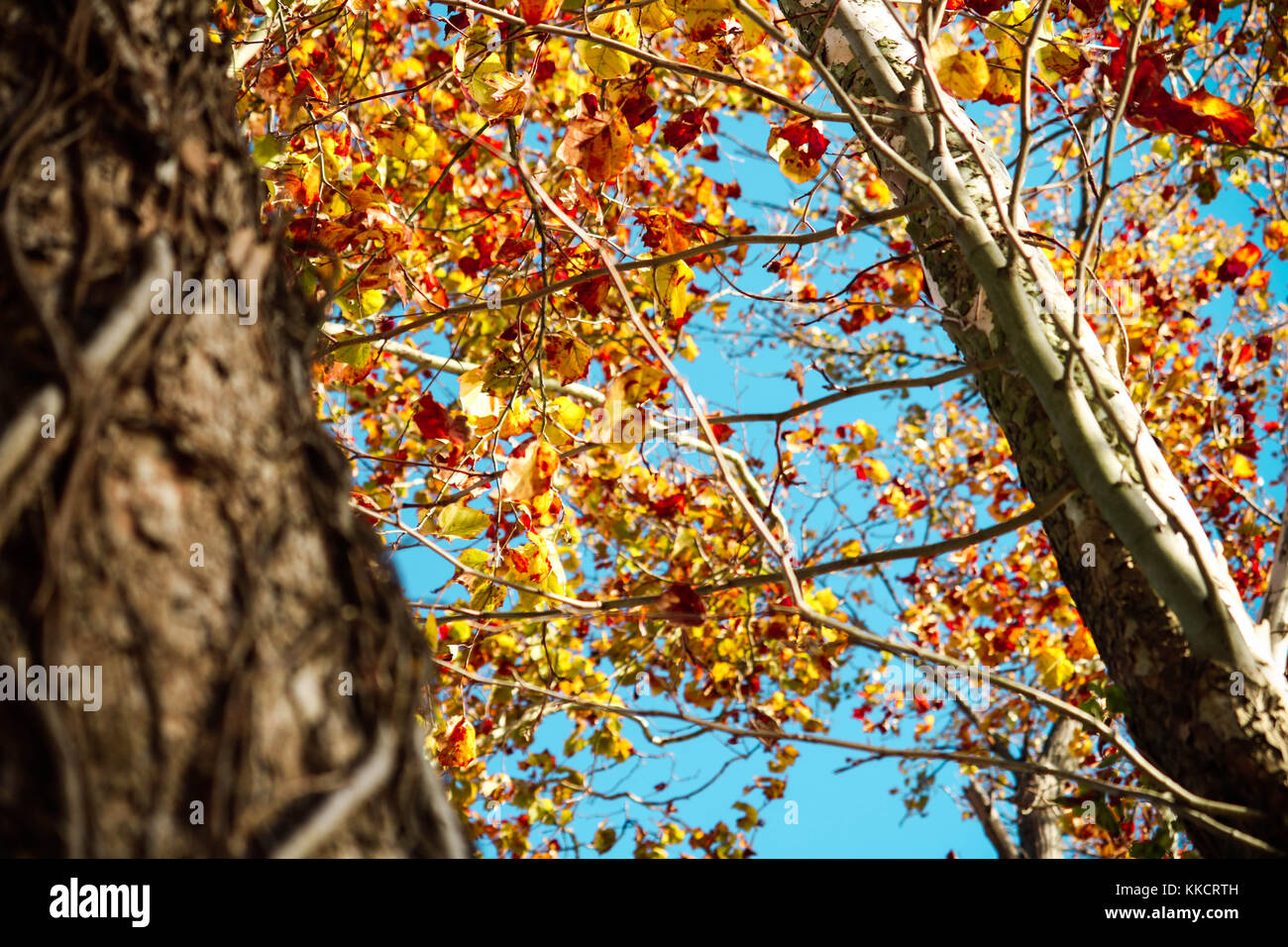 Autumn Leaves turning golden orange and red in beautiful blue sky Stock ...