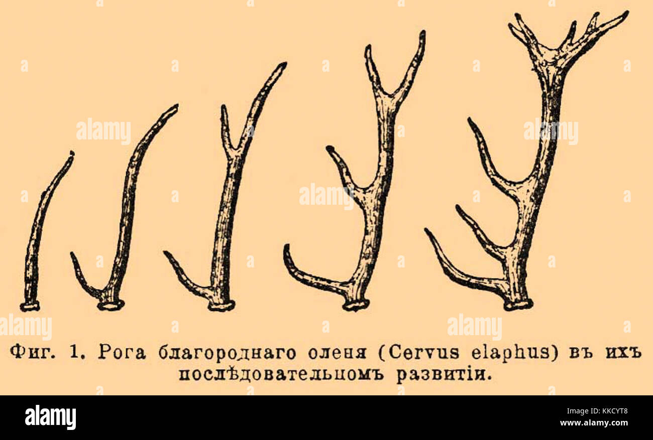 Ветвистые лосиные рога. Демонические рога. Рога число. Рога число. Как определить возраст лося по рогам.