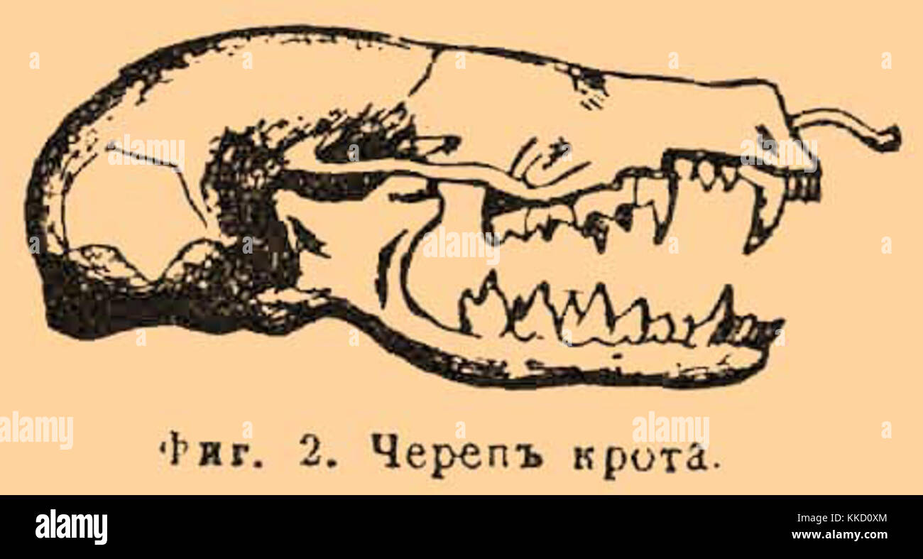 Зубная система насекомоядных млекопитающих. Отряд хищные череп. Зубная формула бурозубки. Череп насекомоядных млекопитающих. Зубная система насекомоядных млекопитающих.