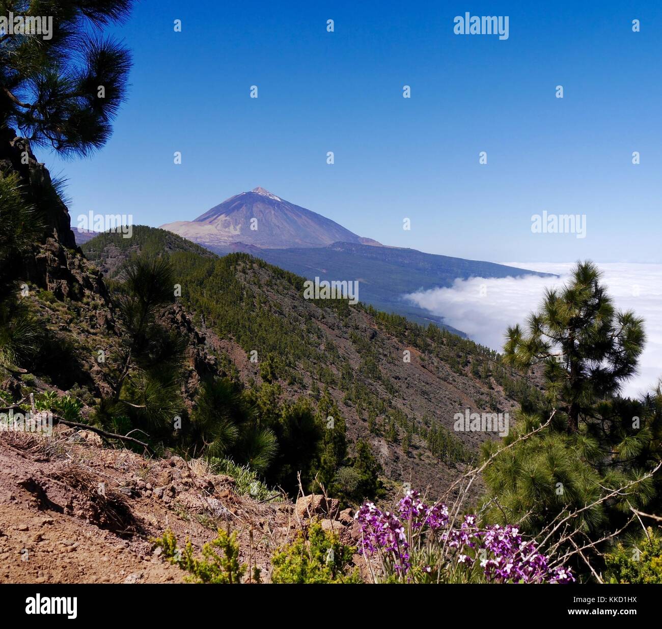View of peak of volcanic Mount Teide on Tenerife, Canary Islands with 'mar de nubes' clouds below and pines and wild flowers in foreground Stock Photo