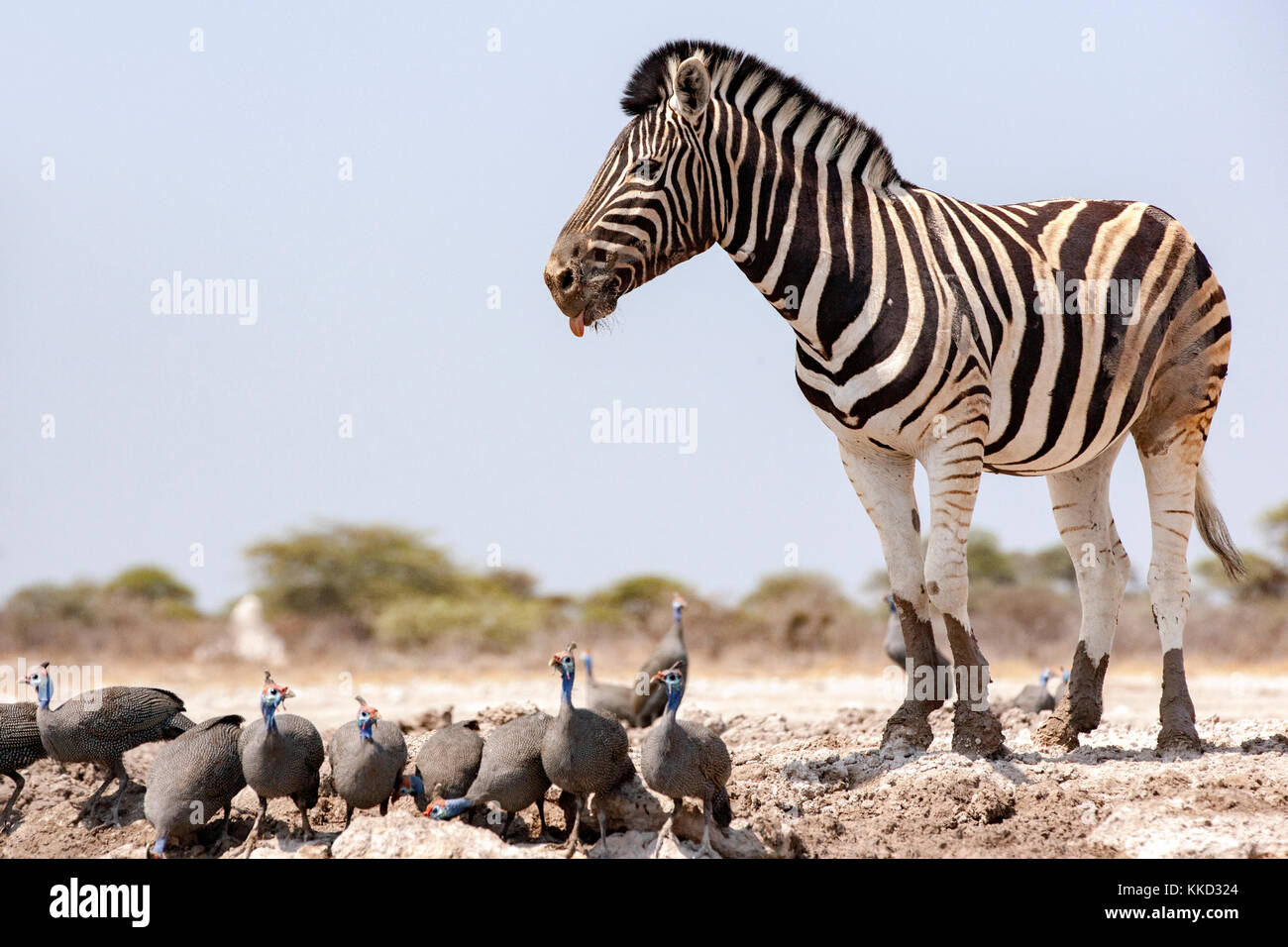 Burchell's zebra (Equus quagga burchellii) Onkolo Hide, Onguma Game