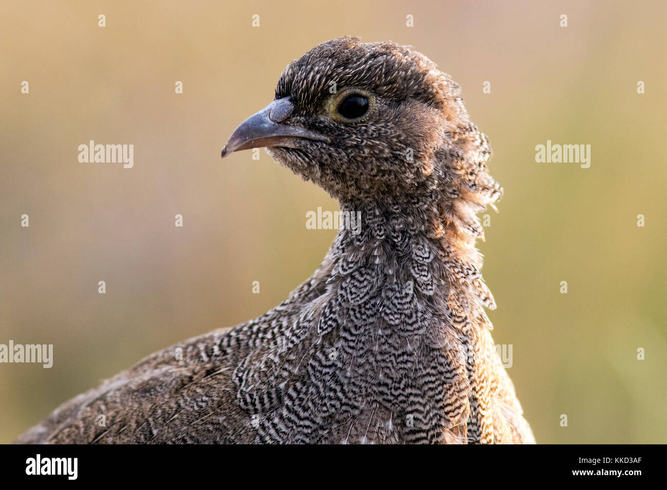 Juvenile Redbilled spurfowl (Pternistis adspersus) Onkolo Hide