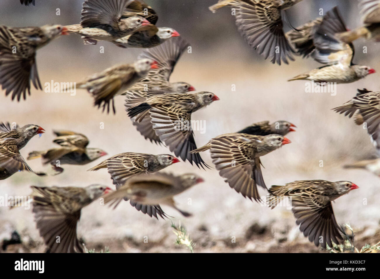 Flock of red-billed quelea (Quelea quelea) in flight [motion blur]- Onkolo Hide, Onguma Game Reserve, Namibia, Africa Stock Photo