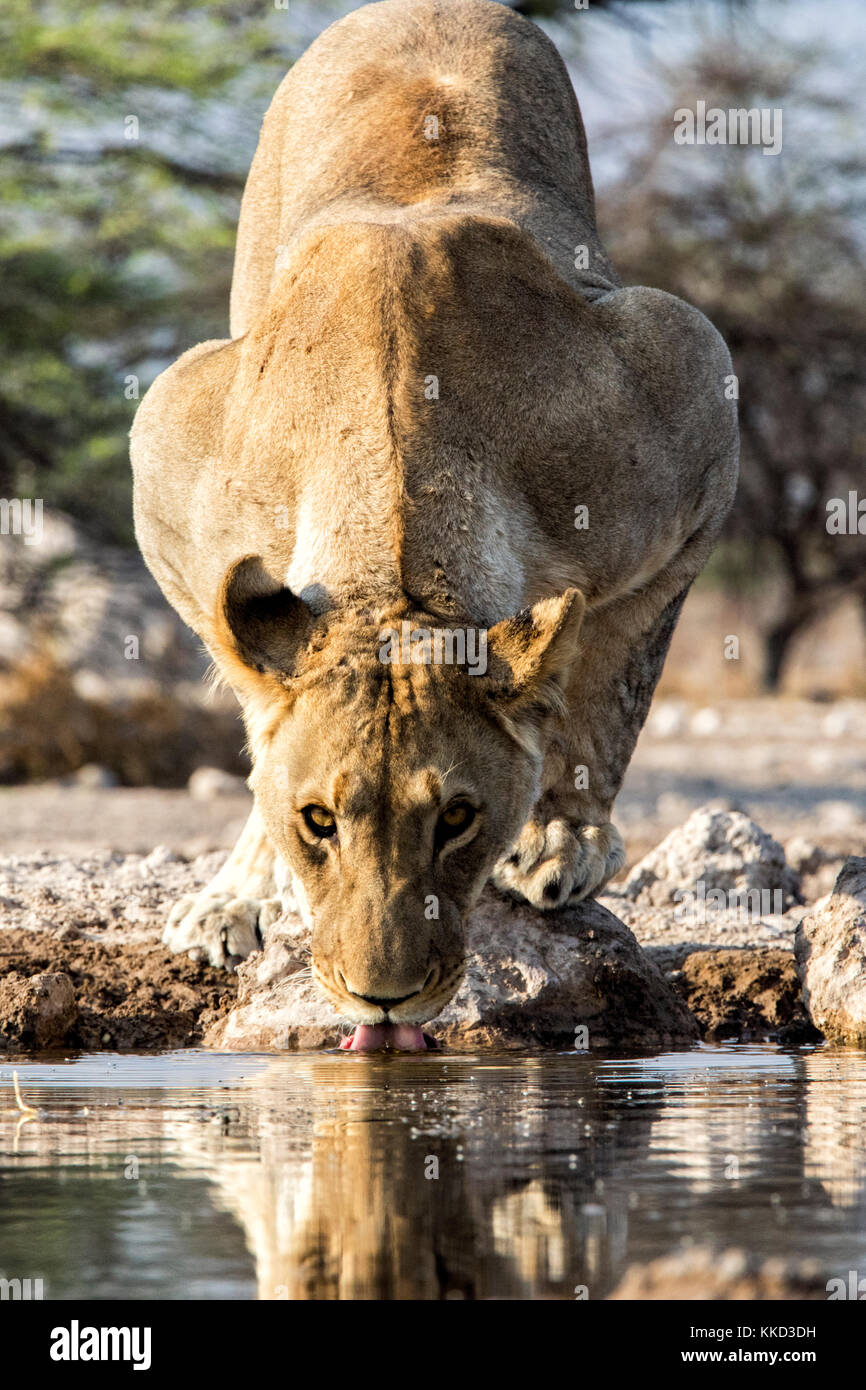 Lion (Panthera leo) drinking at Onkolo Hide, Onguma Game Reserve, Namibia, Africa Stock Photo