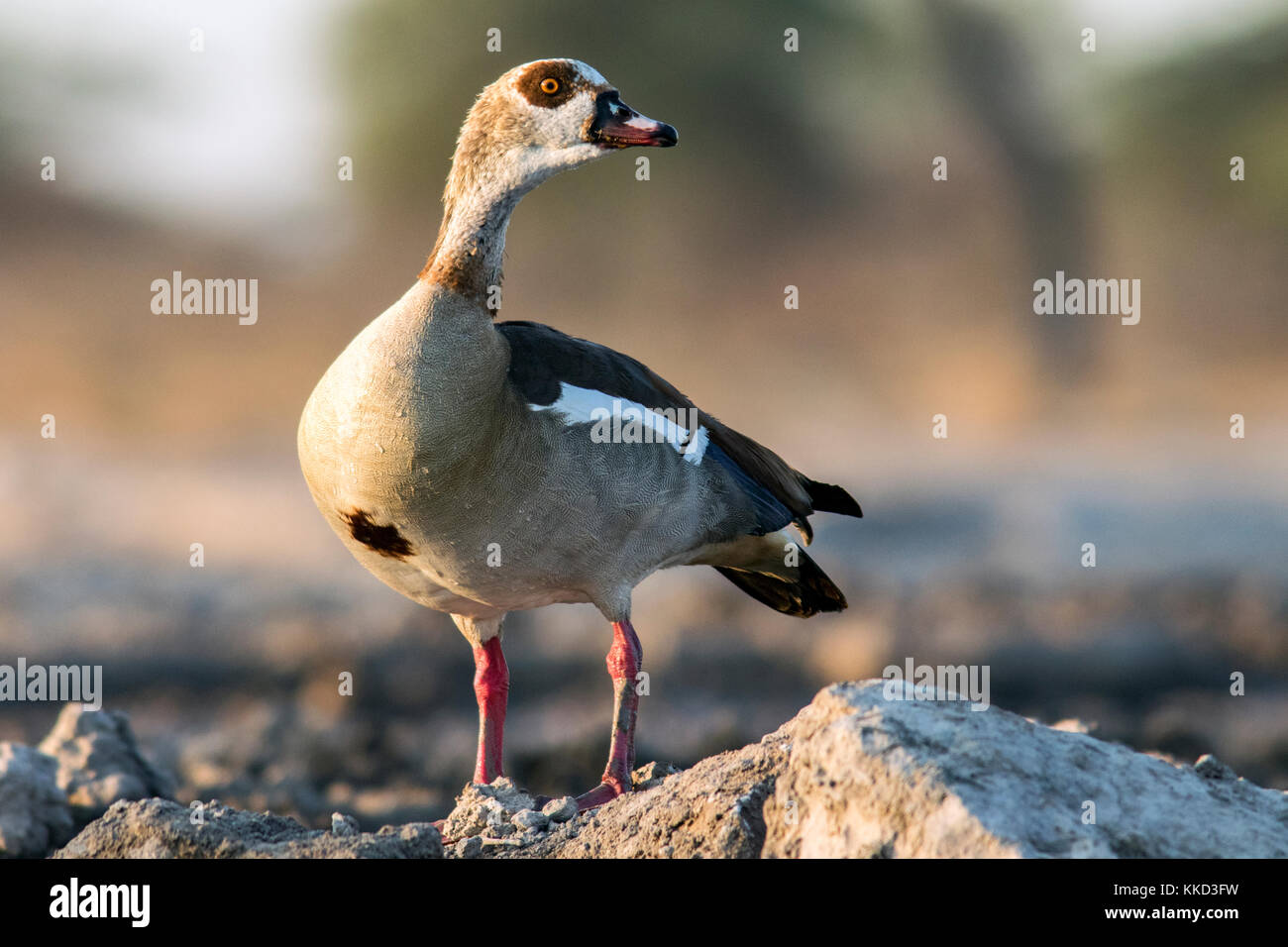 Egyptian goose (Alopochen aegyptiaca) - Onkolo Hide, Onguma Game Reserve, Namibia, Africa Stock Photo