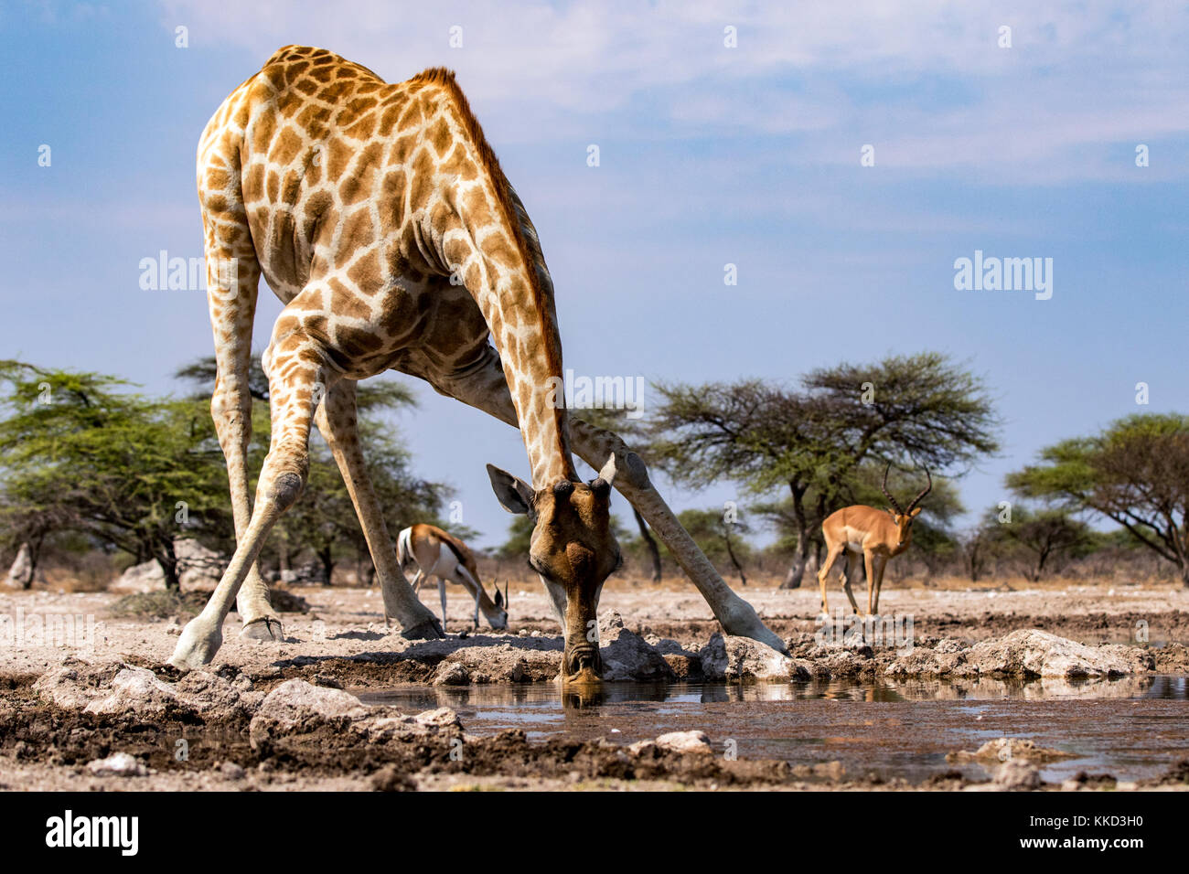 Giraffe drinking at waterhole - Onkolo Hide, Onguma Game Reserve, Namibia, Africa Stock Photo