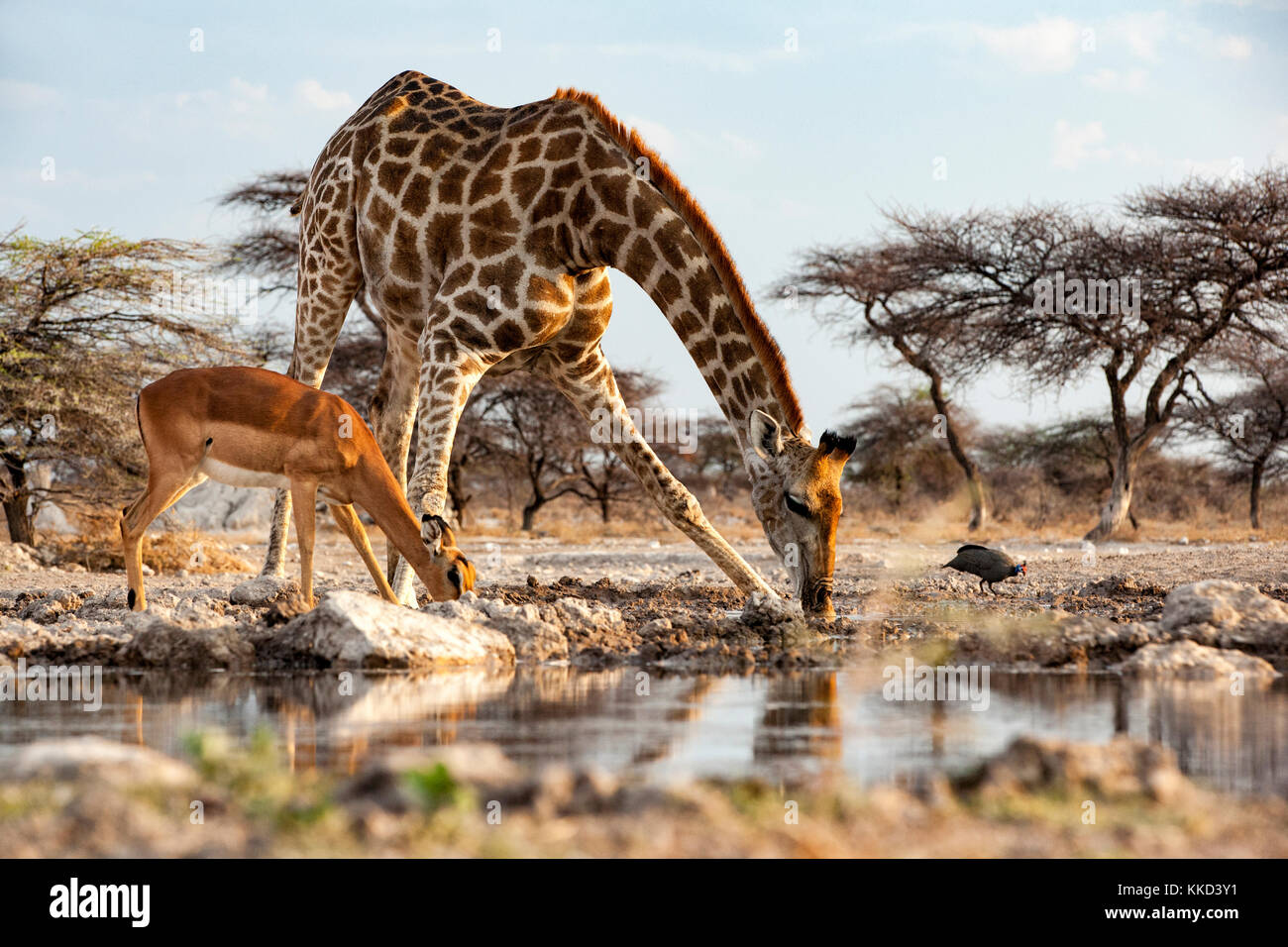 Giraffe and impala drinking at waterhole - Onkolo Hide, Onguma Game Reserve, Namibia, Africa Stock Photo