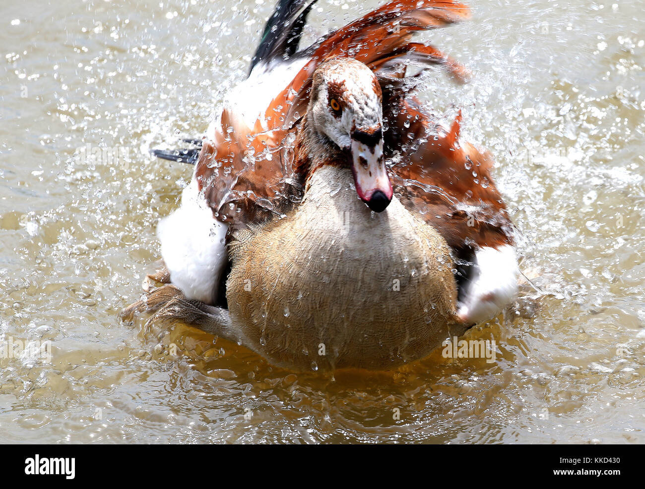 Duck bathing in Putrajaya Wetland, Malaysia Stock Photo - Alamy
