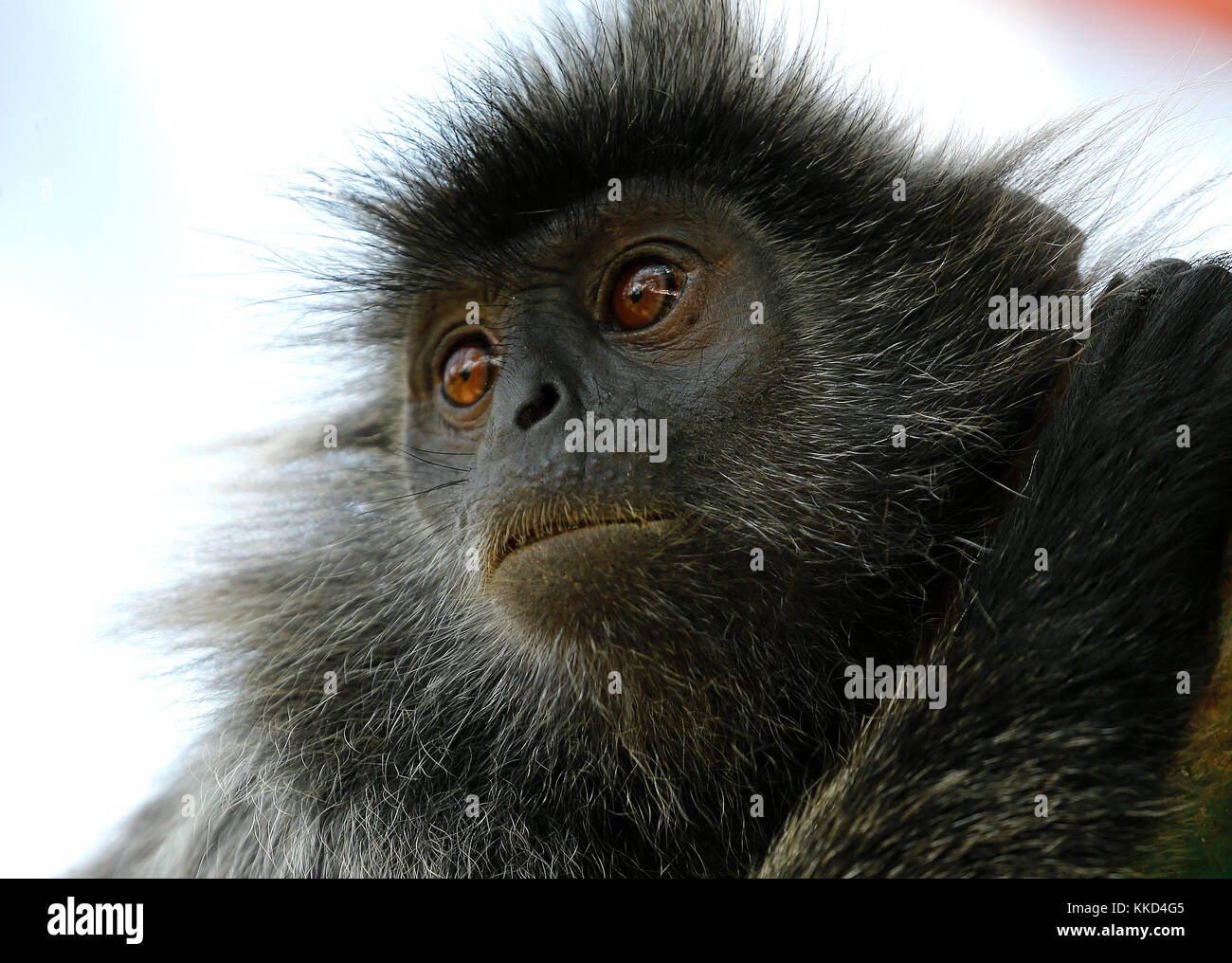 A black Monkey is seen at the Bukit Melawati Hill in Tanjung Karang, Malaysia on May 26, 2017. Stock Photo