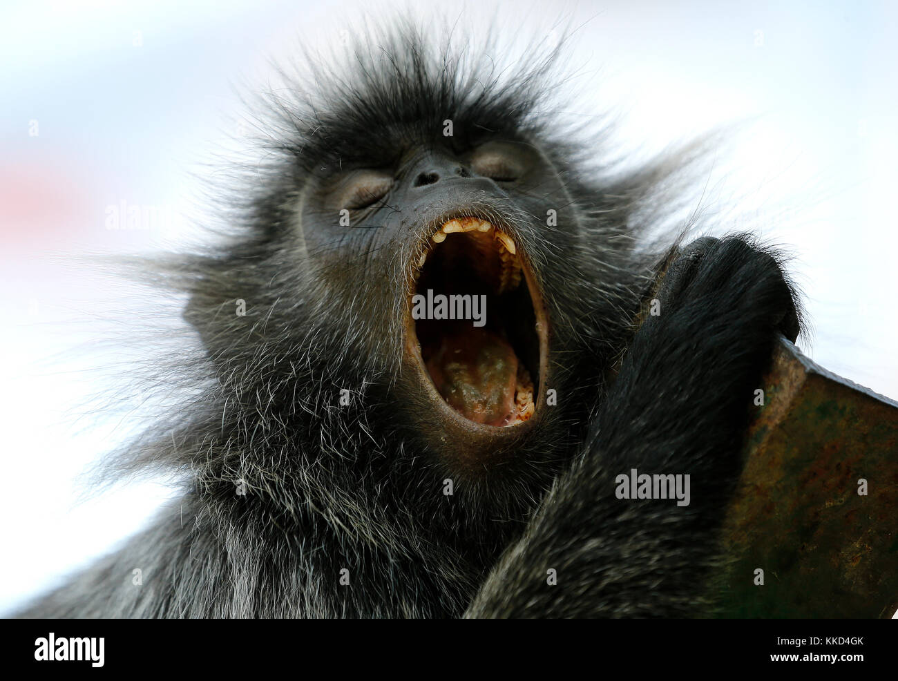 A black Monkey is seen yawning at the Bukit Melawati Hill in Tanjung Karang, Malaysia on May 26, 2017. Stock Photo