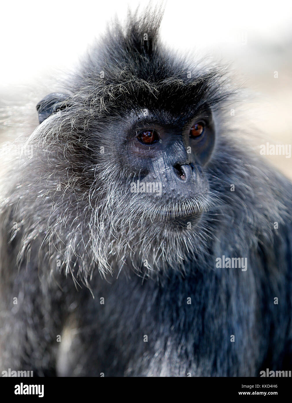 A black Monkey is seen at the Bukit Melawati Hill in Tanjung Karang, Malaysia on May 26, 2017. Stock Photo