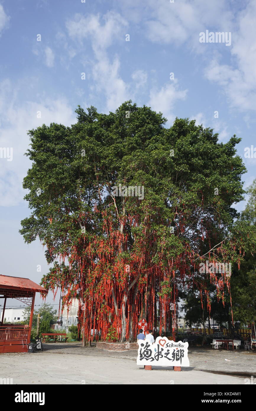 wishing tree at Redang beach, Sekinchan, Selangor, Malaysia Stock Photo