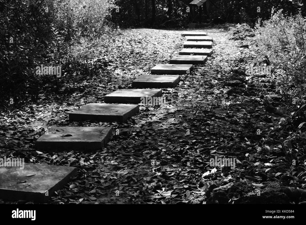 A pathway amidst nature in monochrome. Stock Photo