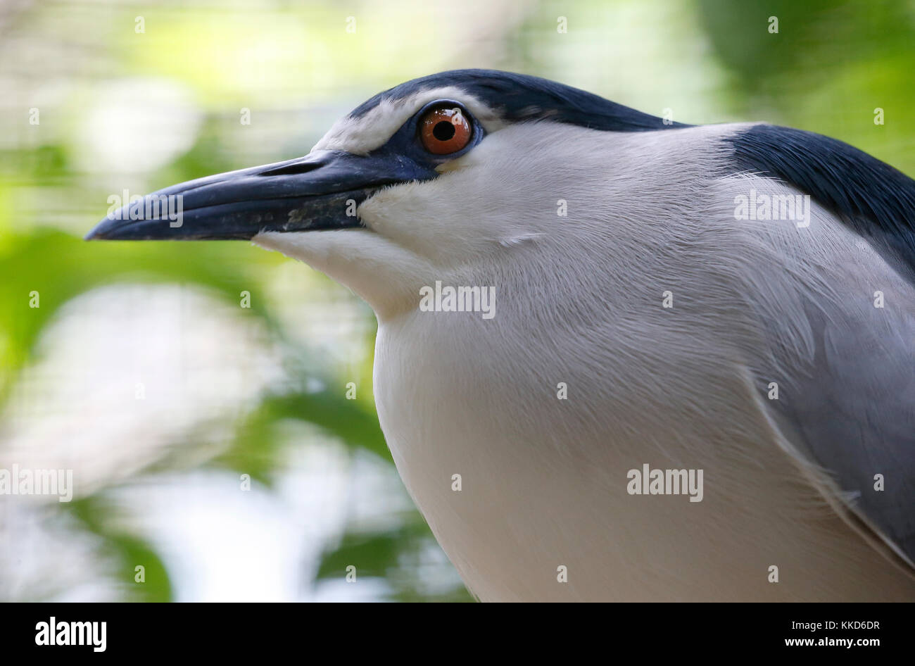 Bird In National Zoo Malaysia Stock Photo Alamy
