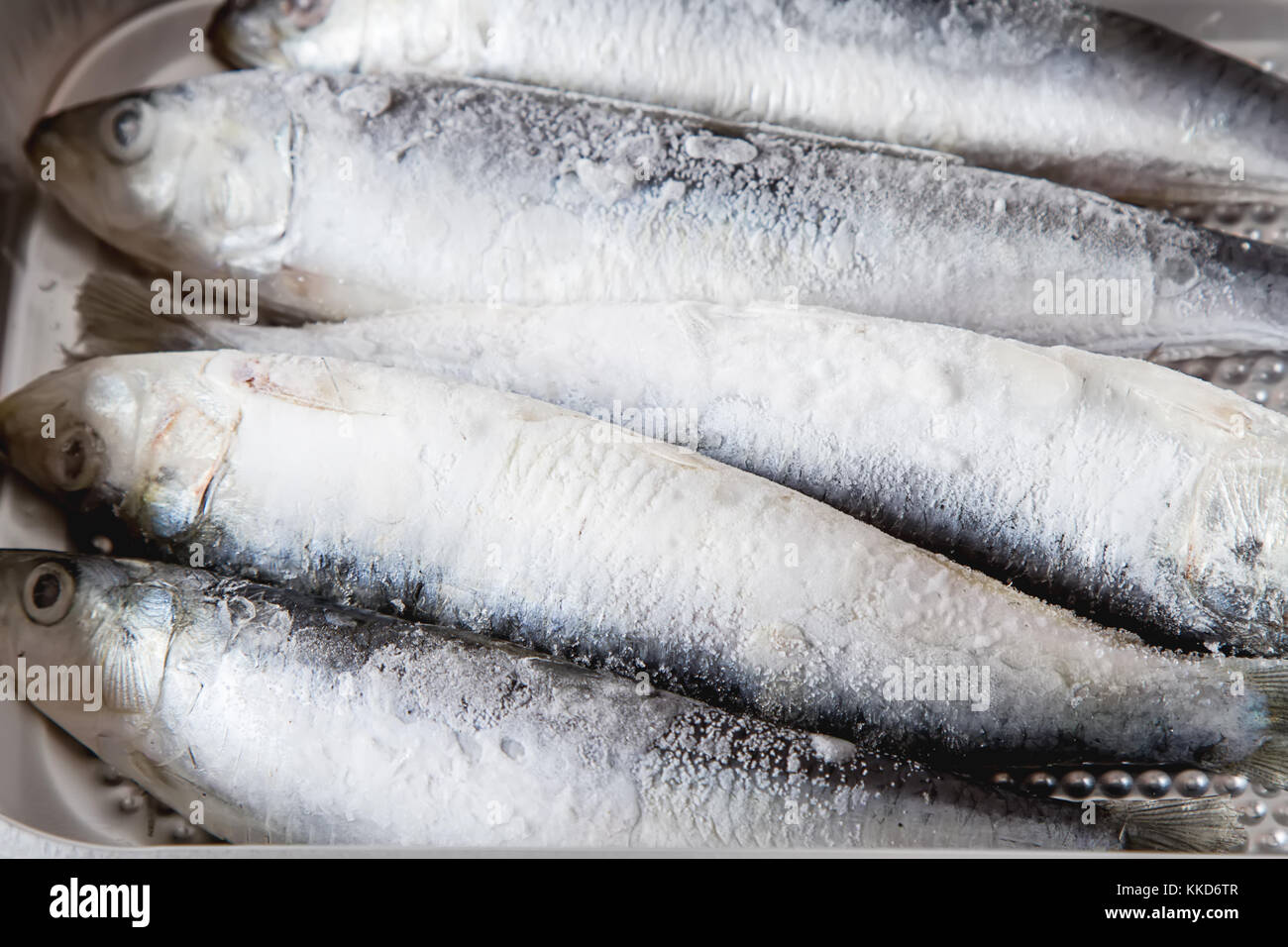 Frozen sardines. Cornish. For grill and BBG. Dark background Stock