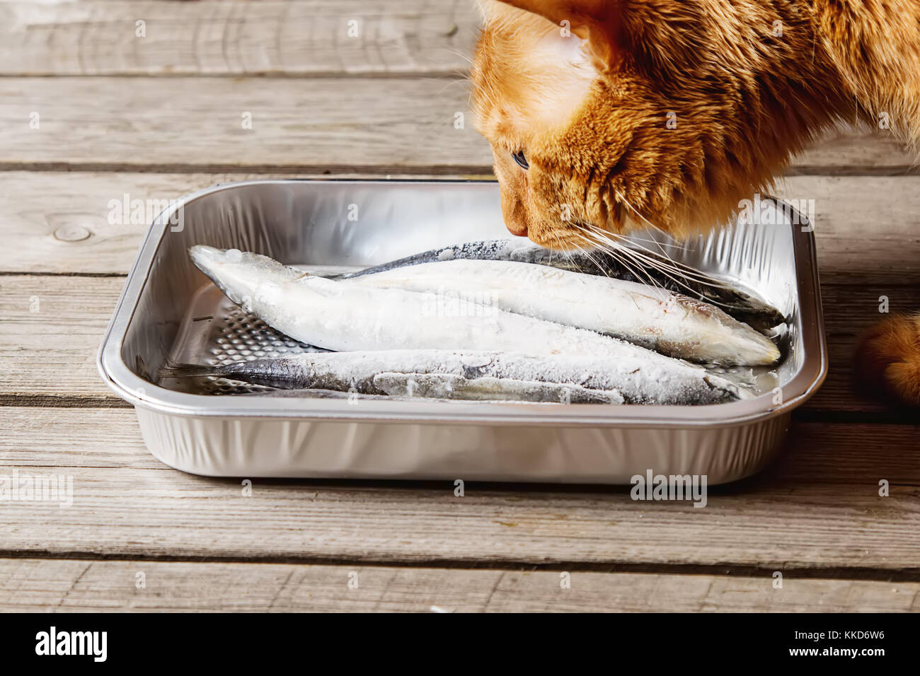 Frozen sardines. Cornish. For grill and BBG. Dark wooden background