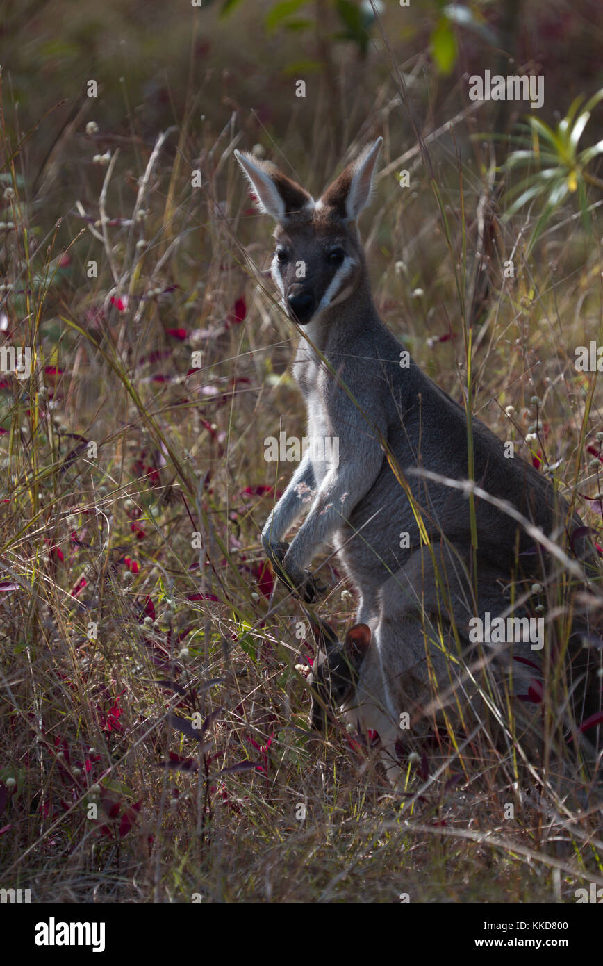 The whiptail wallaby (Macropus parryi), also known as the prettyfaced