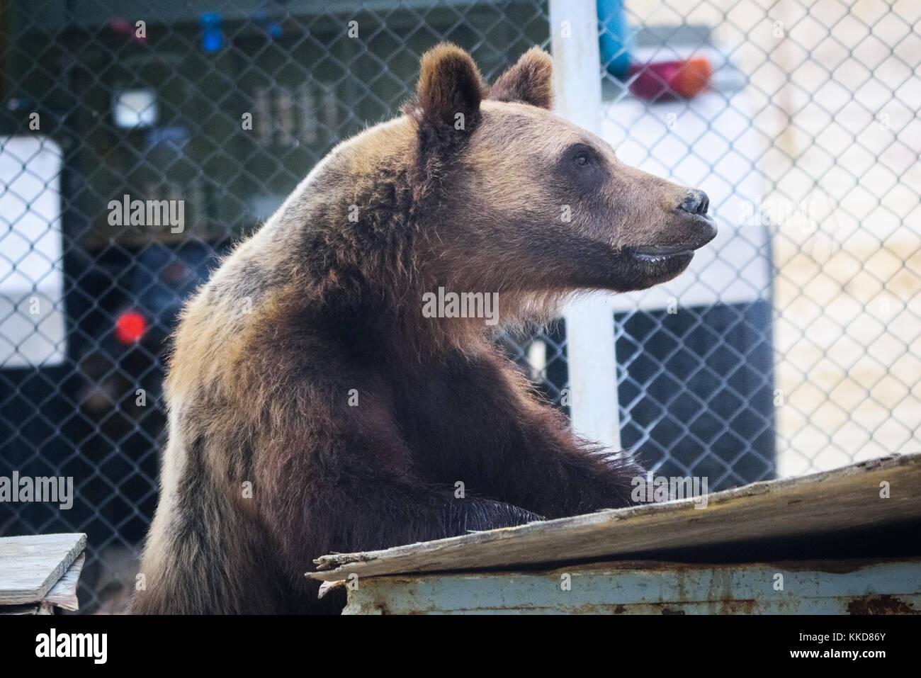 The bear eats out of the trash can, the territory of the camp in the north of Sakhalin Island, Russia. Stock Photo