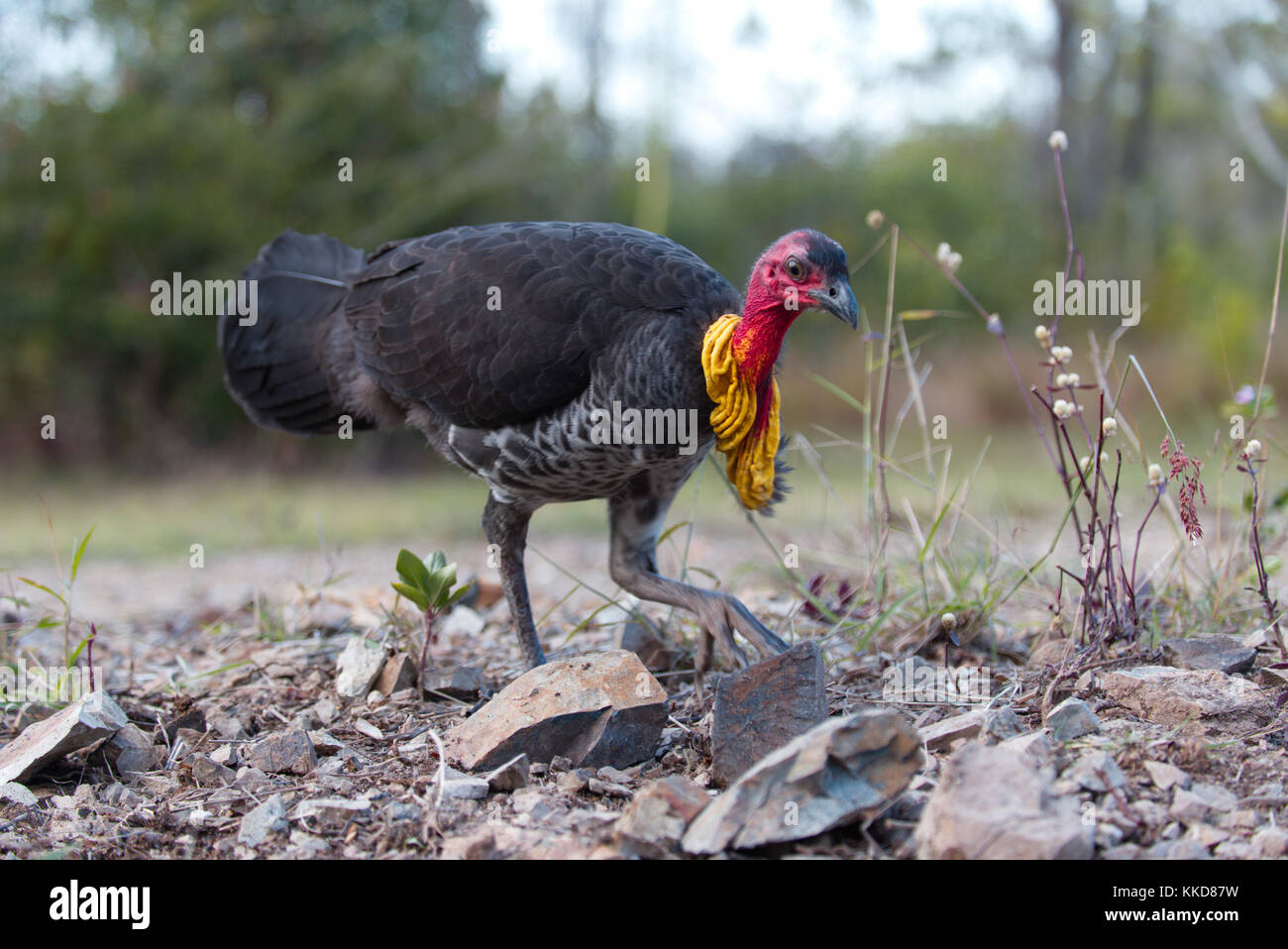 The Australian brushturkey or Australian brush-turkey (Alectura lathami), also frequently called the scrub turkey or bush turkey Stock Photo