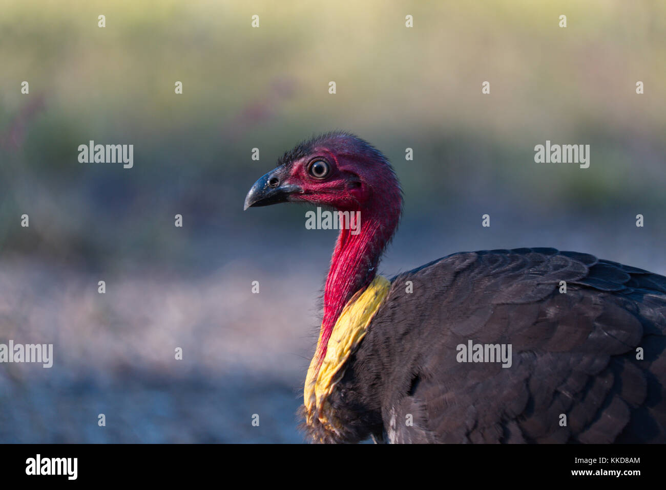 The Australian brushturkey or Australian brush-turkey (Alectura lathami), also frequently called the scrub turkey or bush turkey Stock Photo