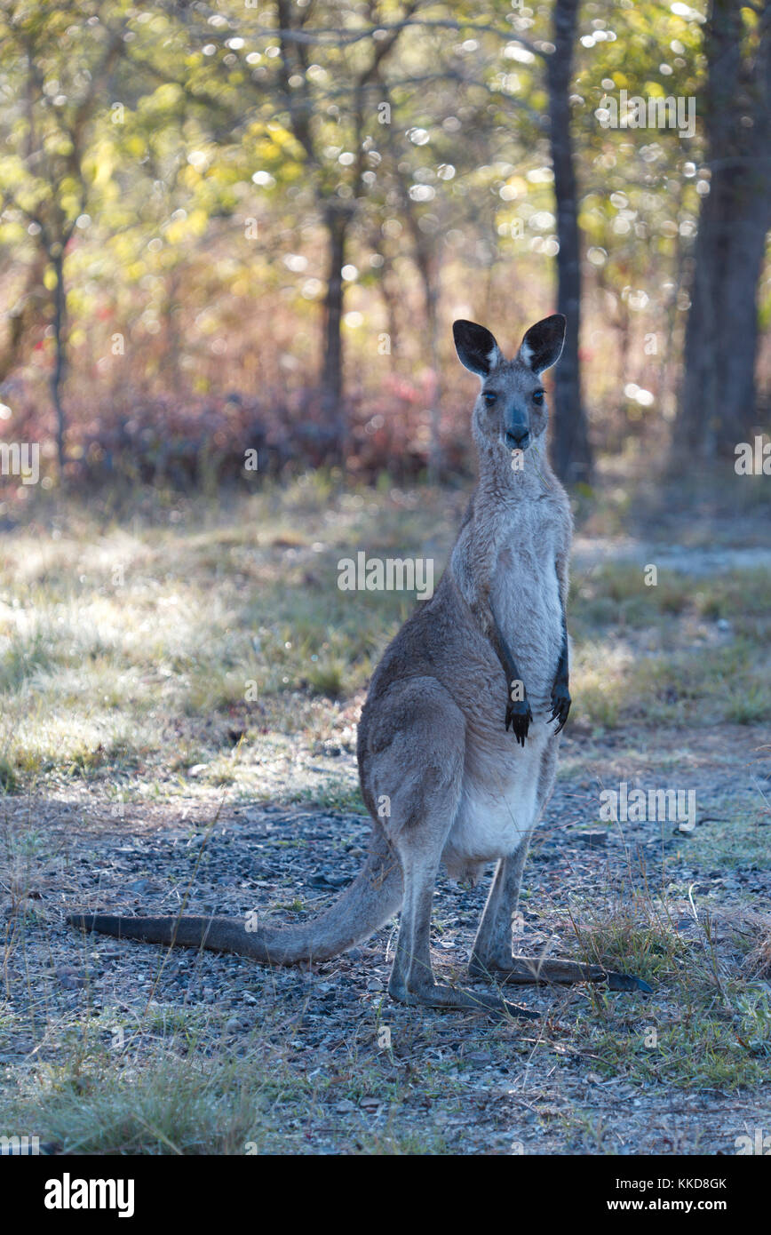 The whiptail wallaby (Macropus parryi), also known as the prettyfaced