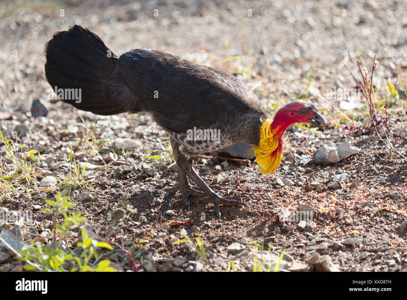 Turkey wattle hires stock photography and images Alamy