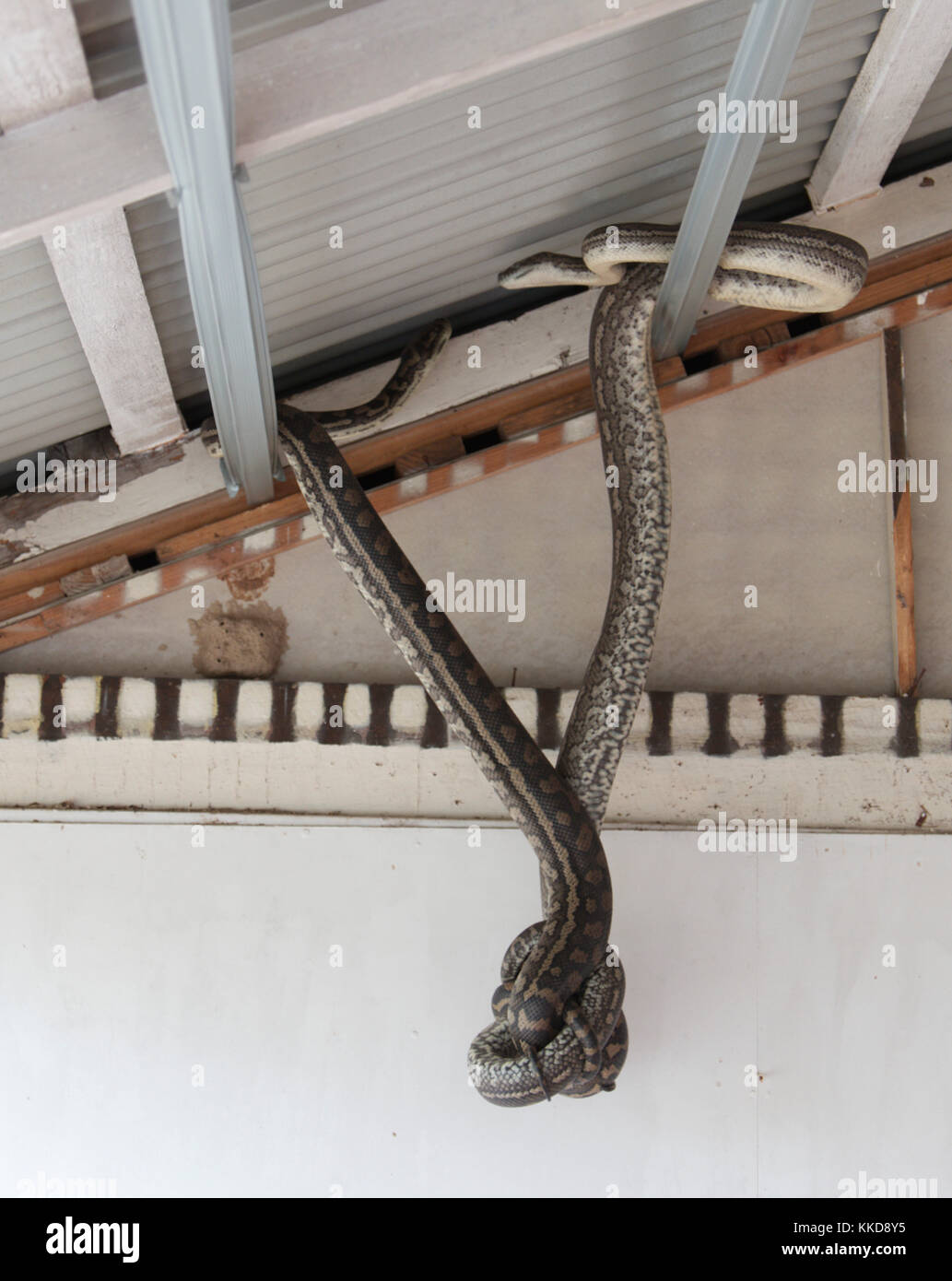 Two Coastal Carpet Python snakes hanging from the metal structure on a ...