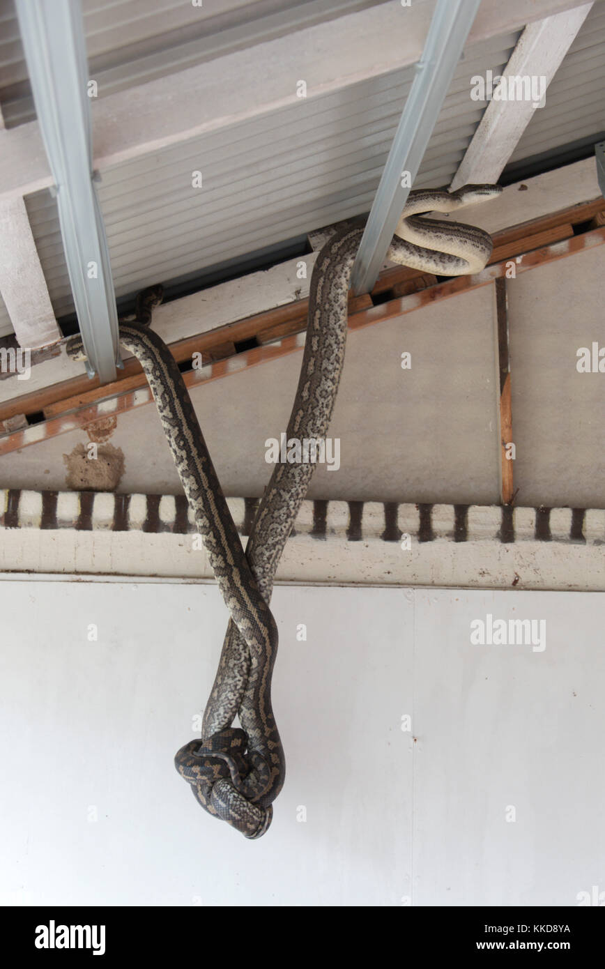Australian Coastal Carpet Python's mating Stock Photo Alamy