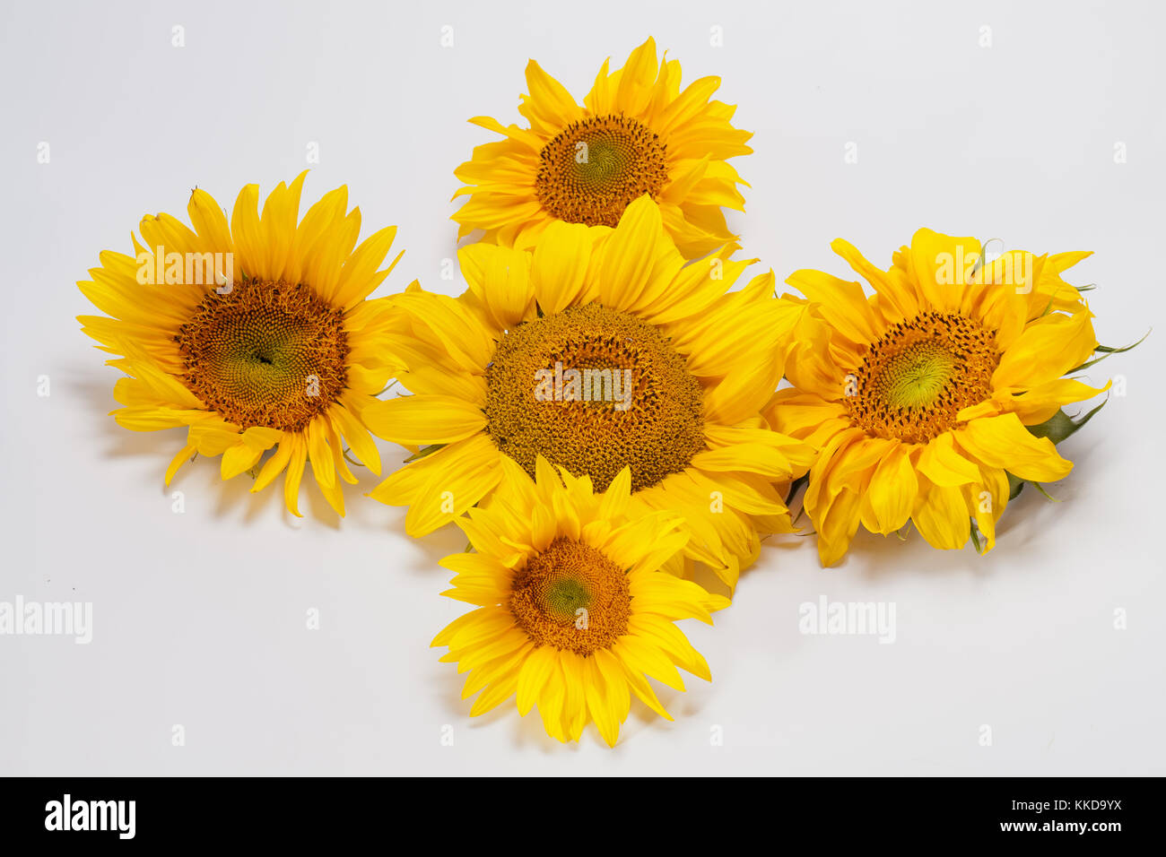 Sunflowers isolated on white background Stock Photo - Alamy