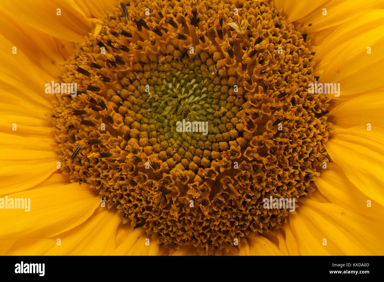 sunflower isolated on white background Stock Photo - Alamy