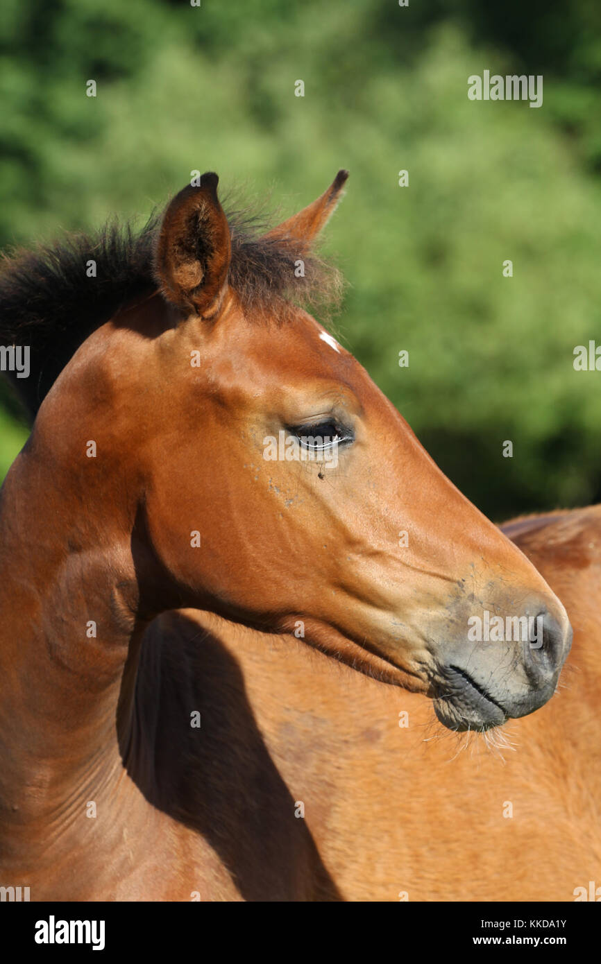 Horse head down hires stock photography and images Alamy