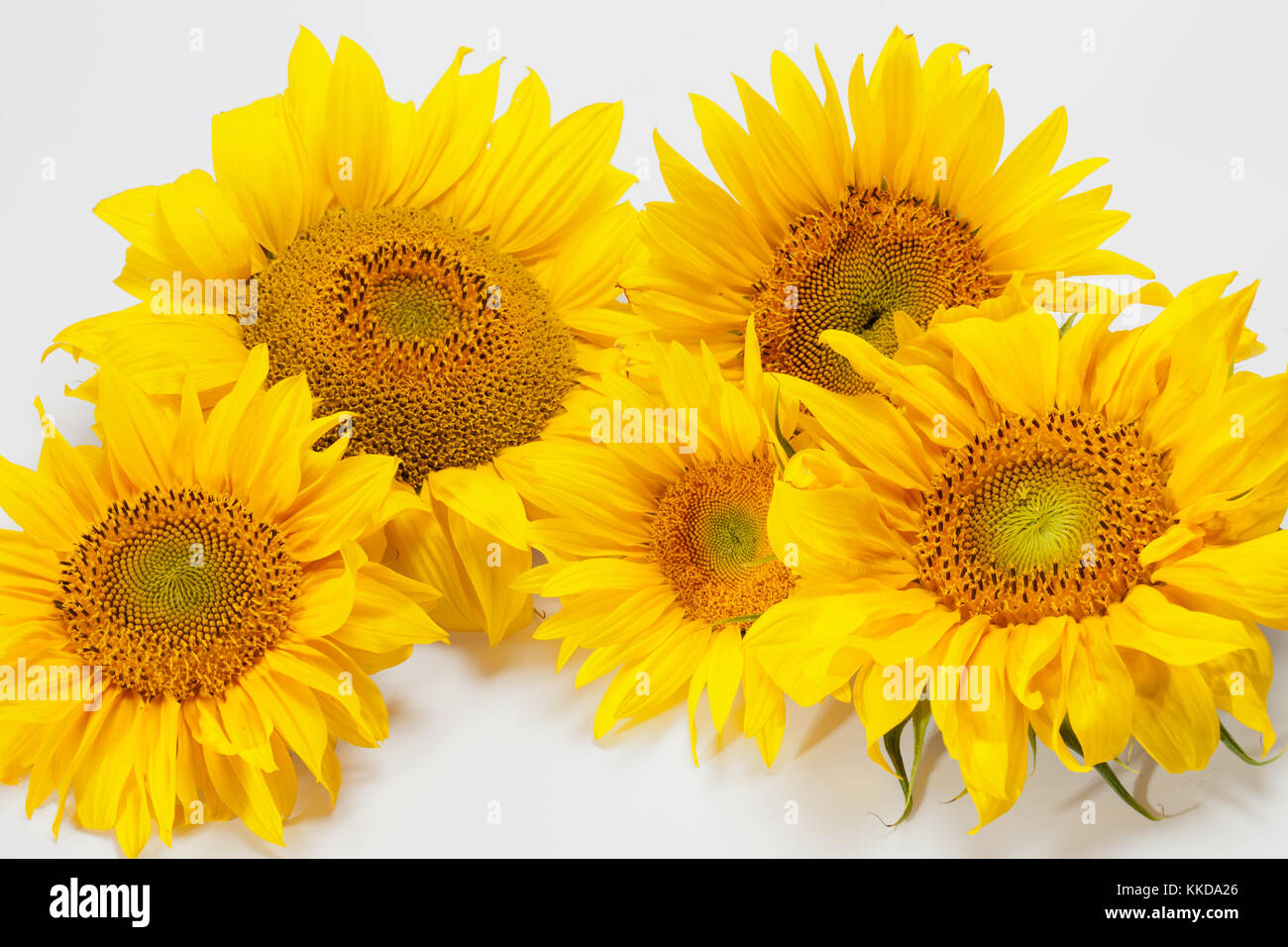 Sunflowers isolated on white background Stock Photo - Alamy