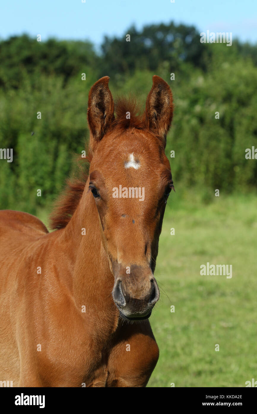 Horse head down hires stock photography and images Alamy