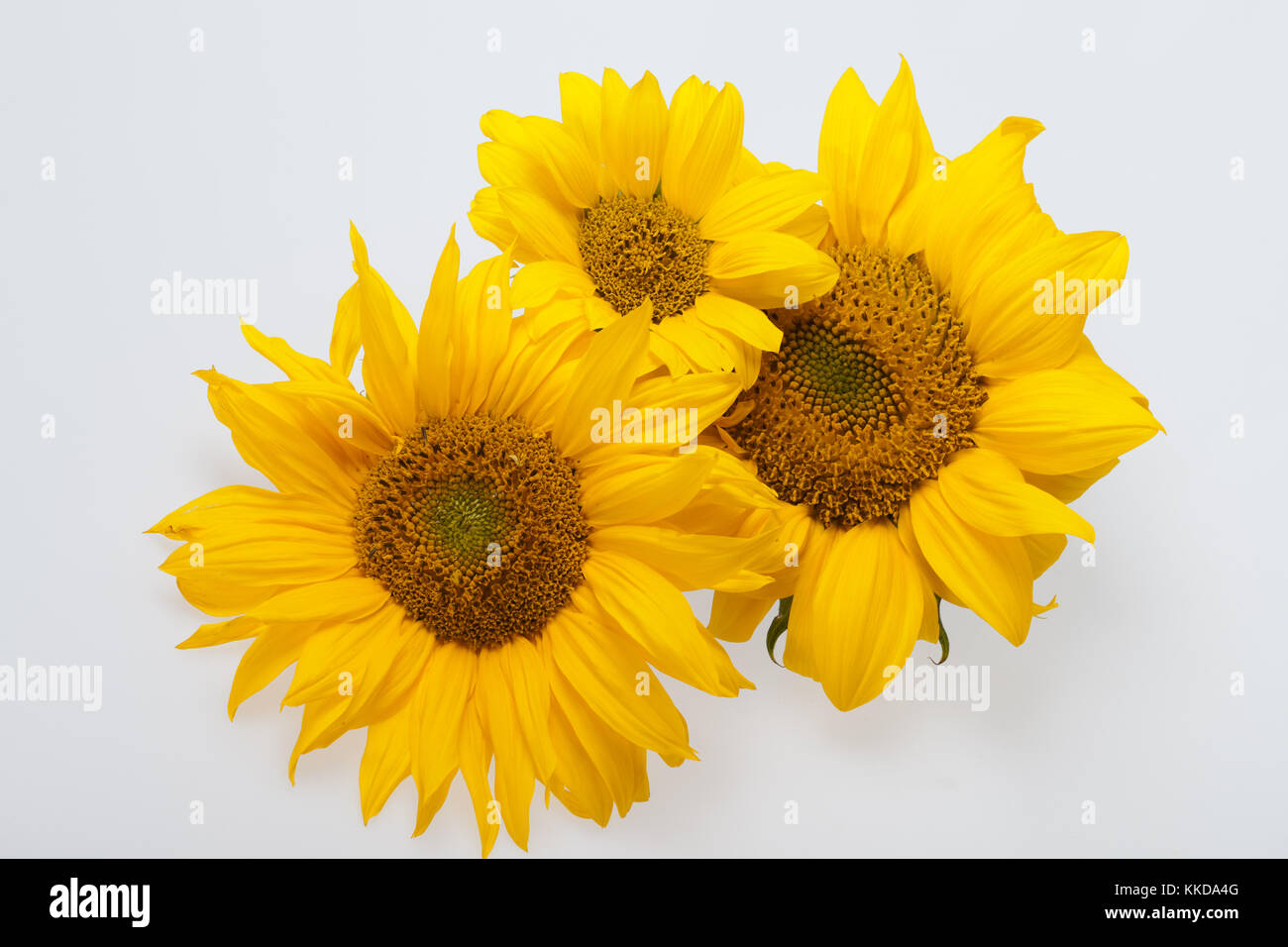 sunflower isolated on white background Stock Photo - Alamy