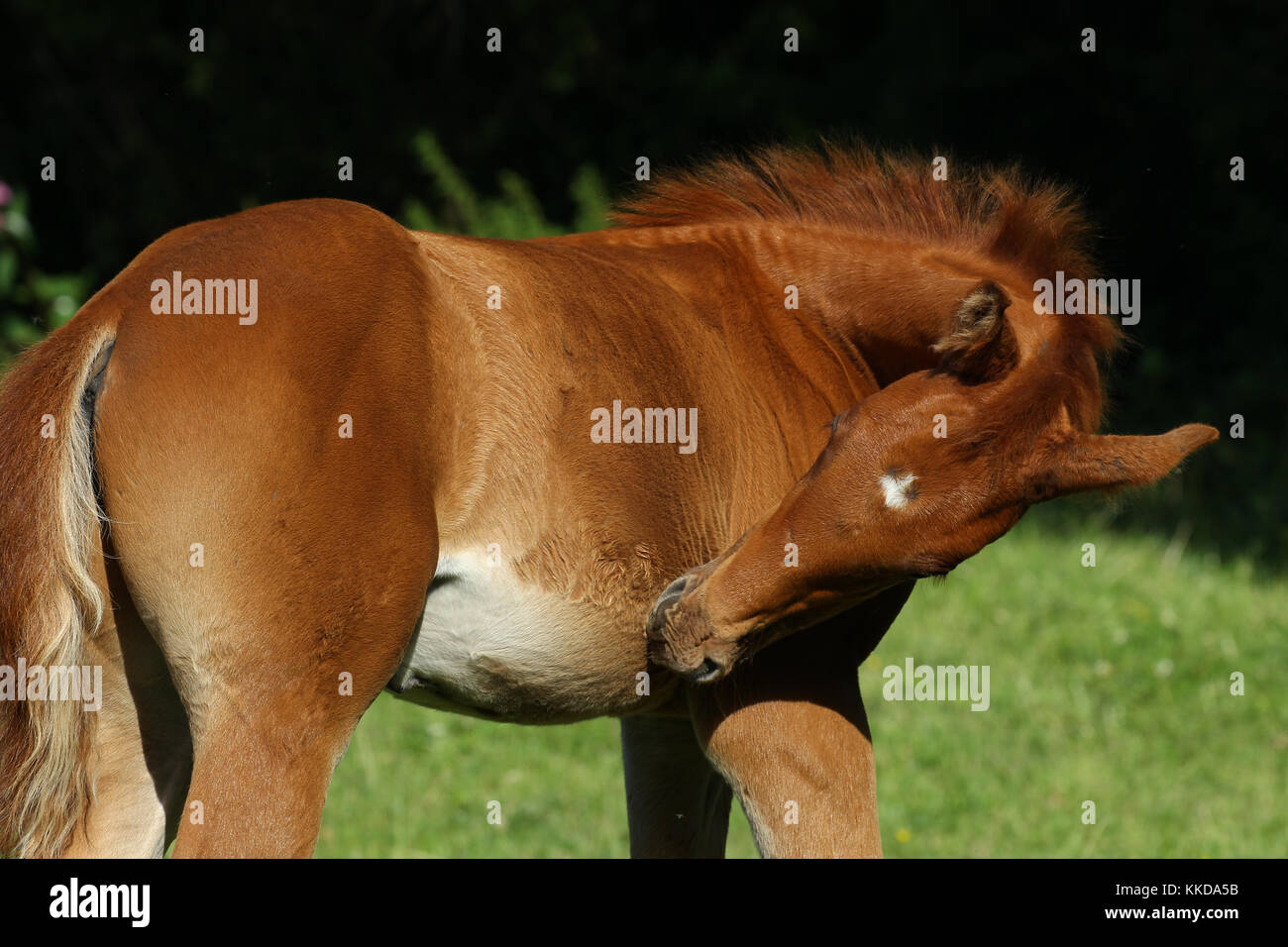 Horse head down hires stock photography and images Alamy